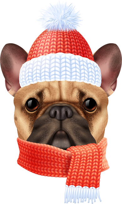 Francia Bulldog karácsony